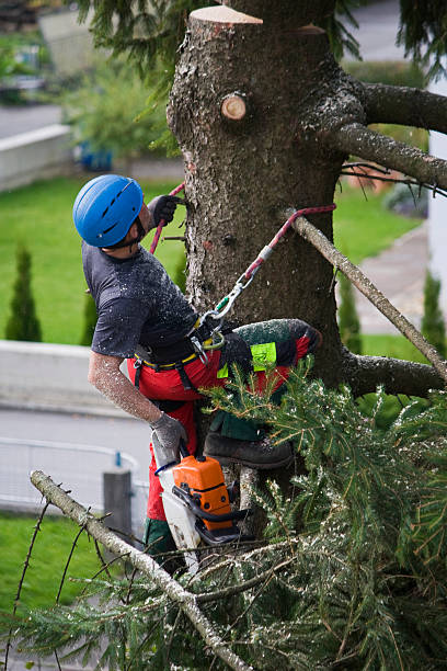 Best Tree Risk Assessment  in Hanover, OH